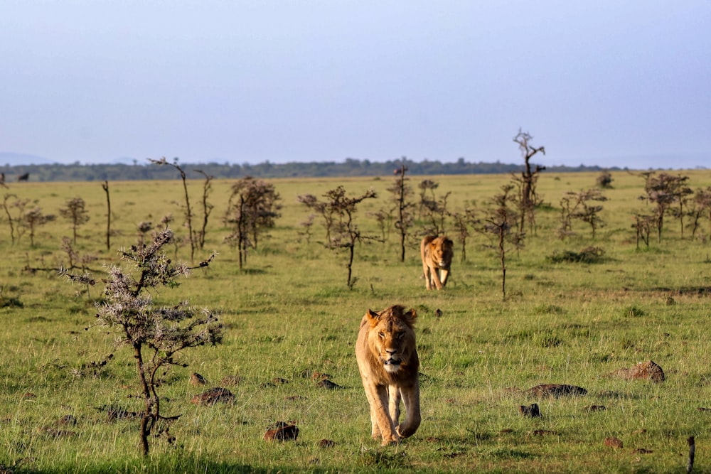 a couple of lions walking across a lush green field