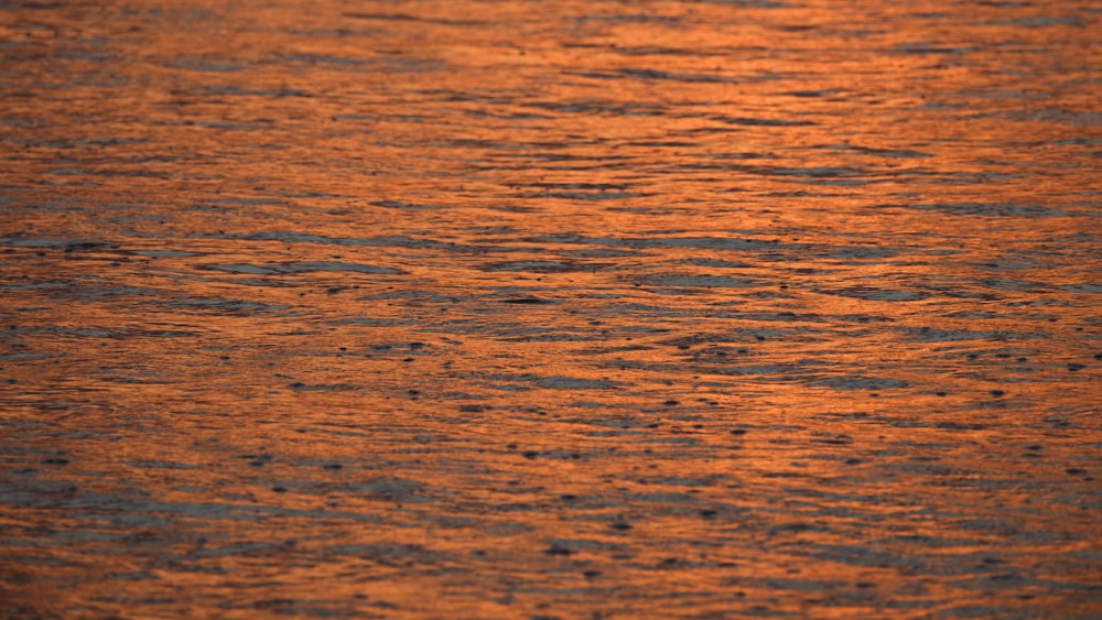 a body of water with a bird standing on top of it