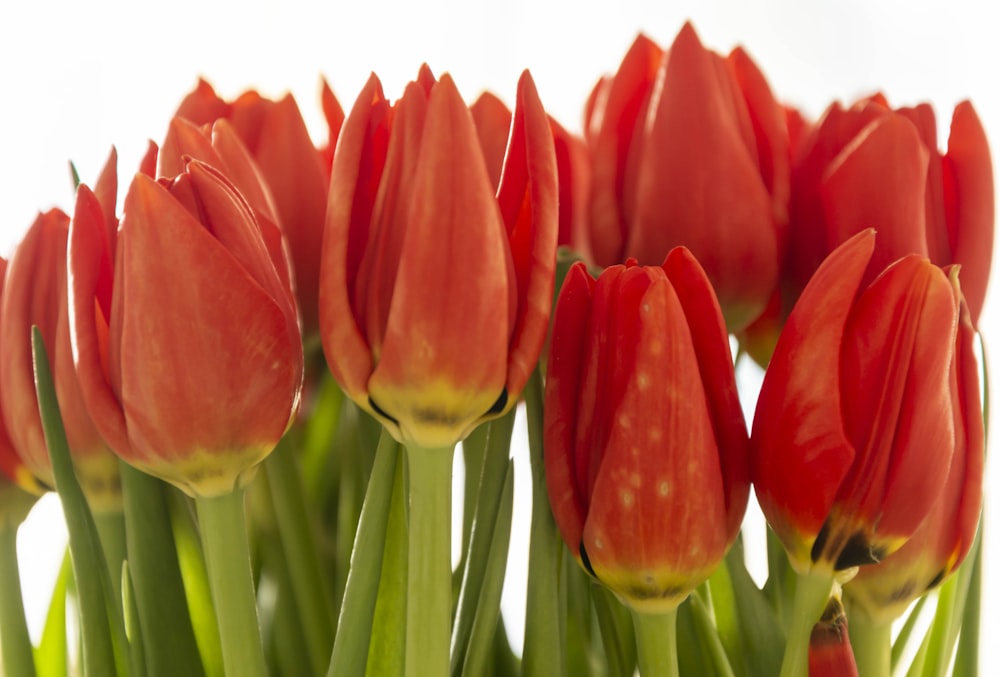 a bunch of red tulips are in a vase