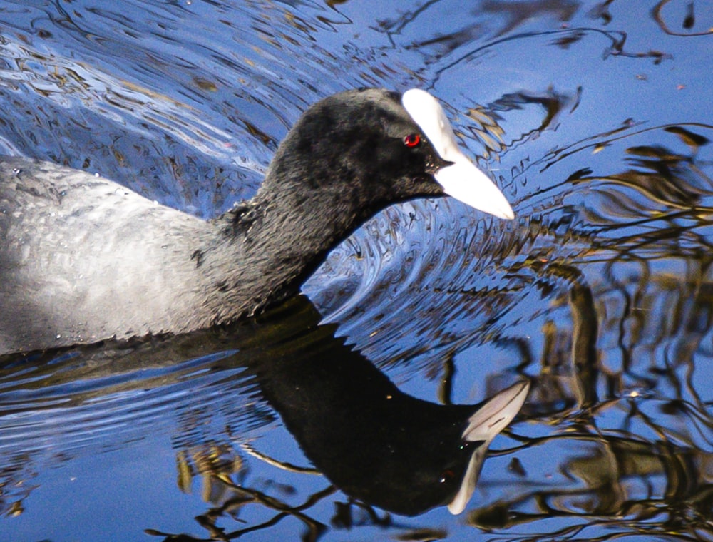 a black and white bird floating on top of a body of water