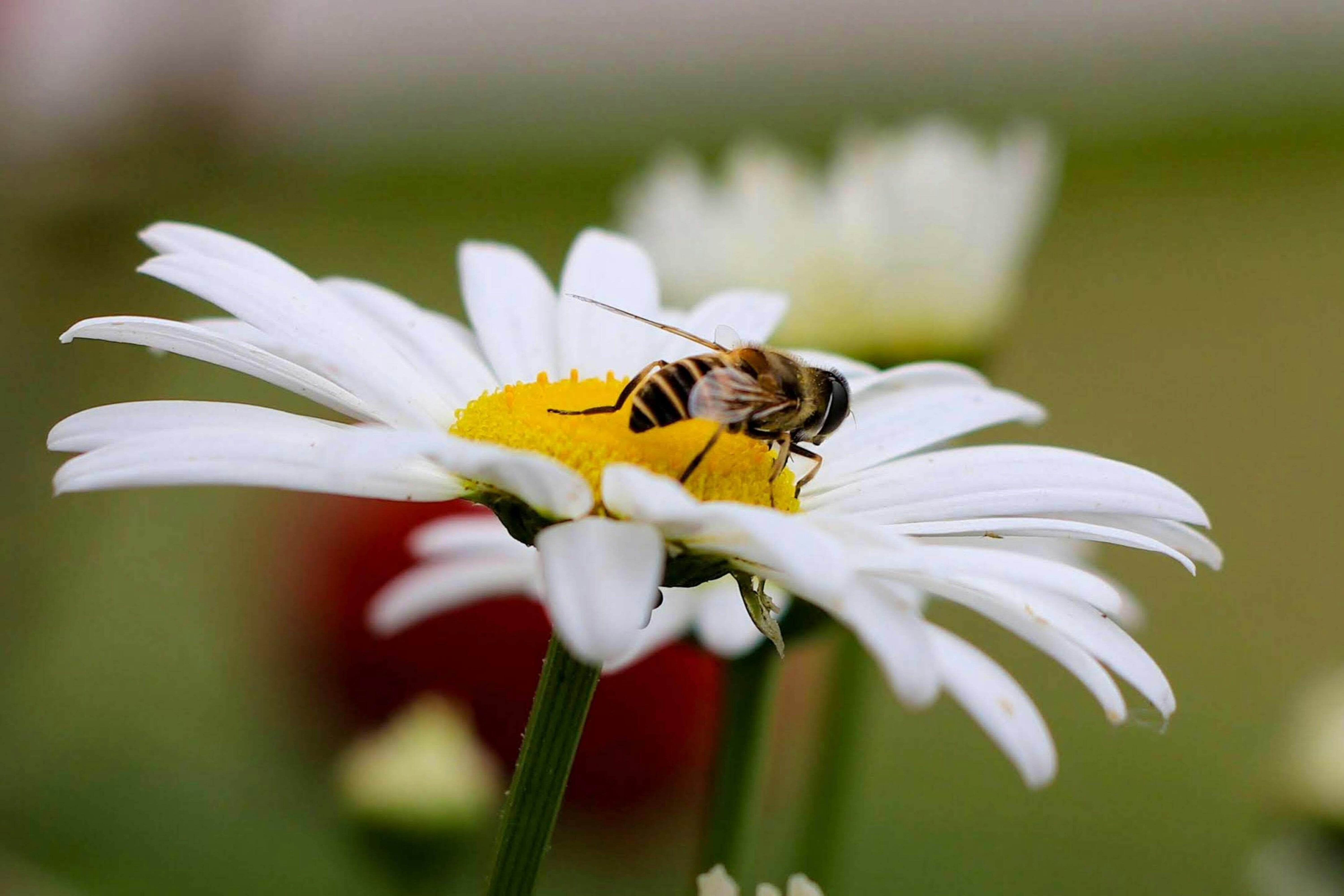 a bee sitting on top of a white flower