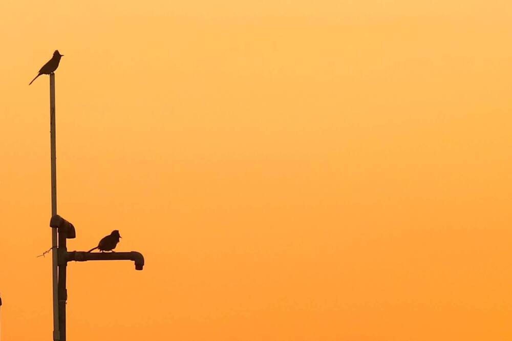 a couple of birds sitting on top of a metal pole