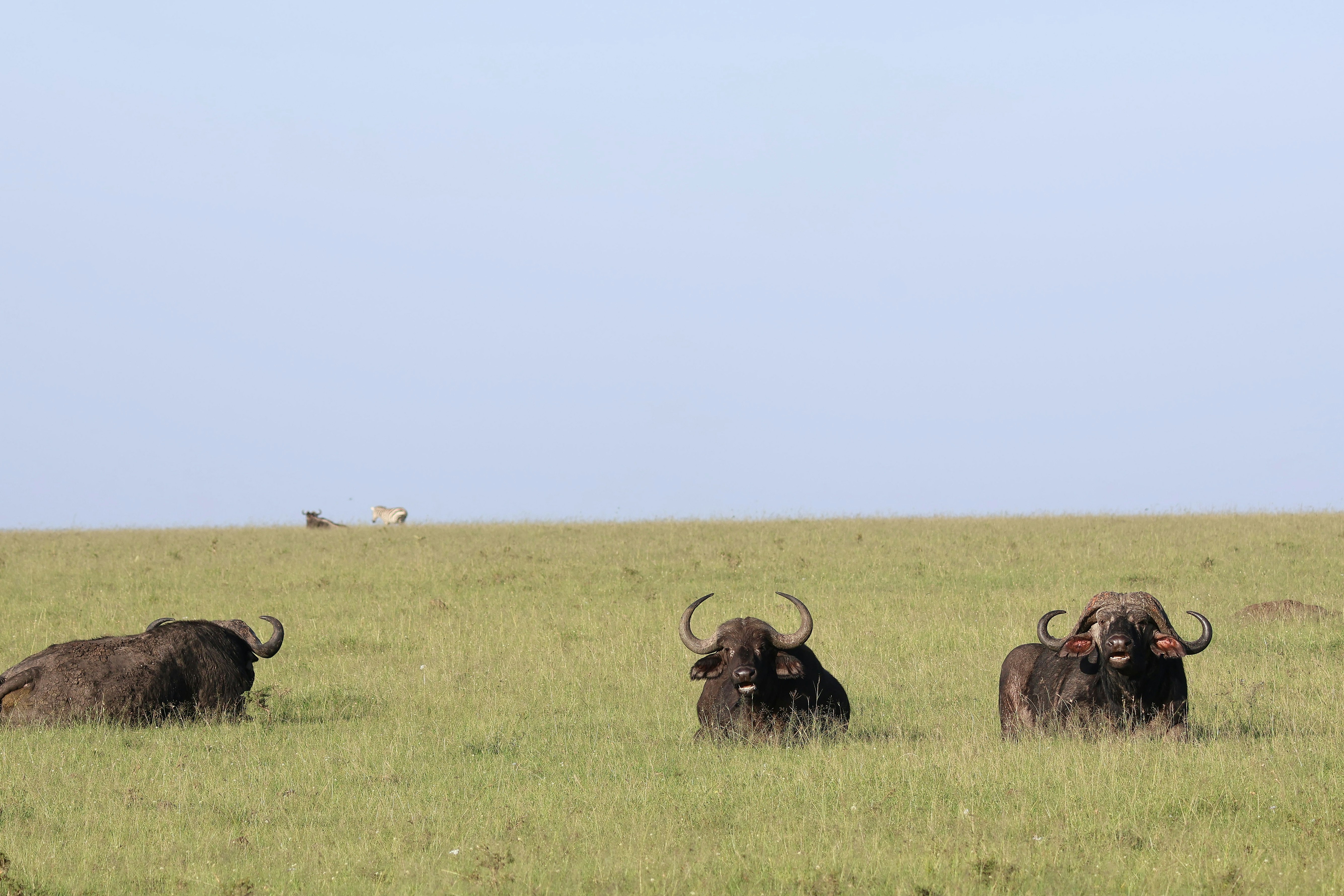 a herd of buffalo standing on top of a grass covered field, Buffalo