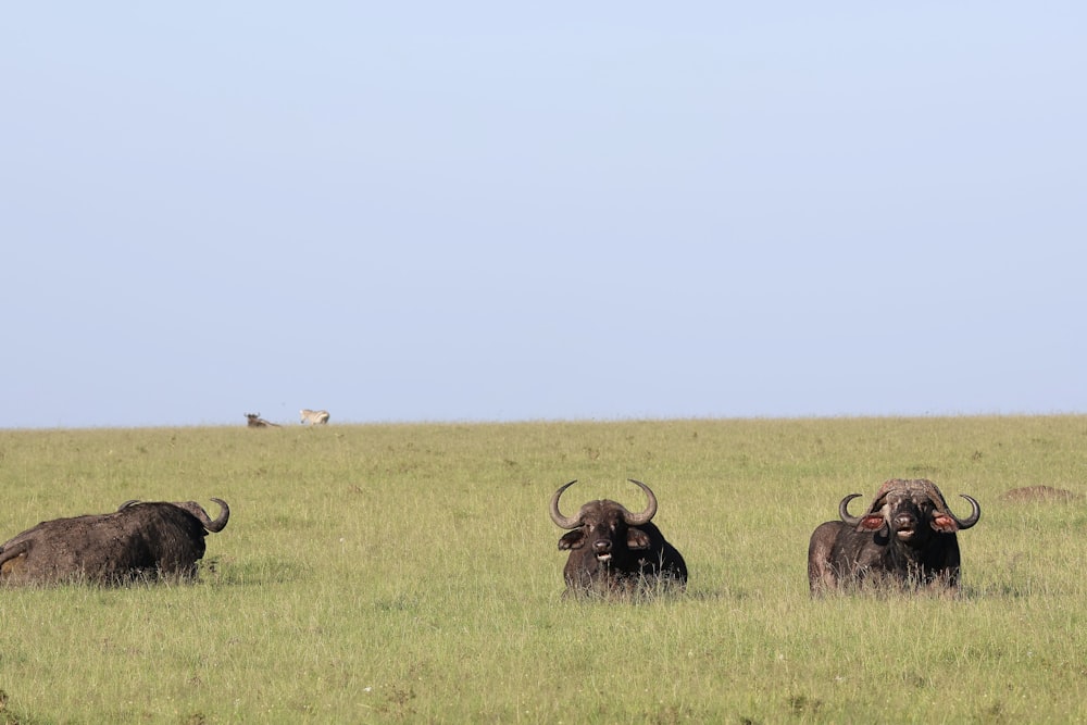 a herd of buffalo standing on top of a grass covered field