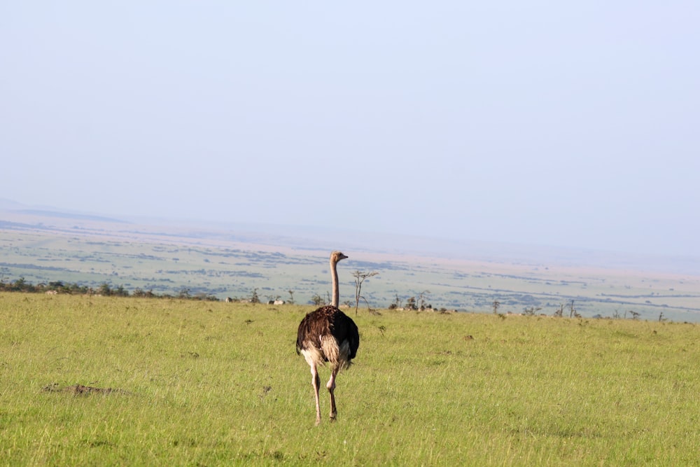 an ostrich is walking through a grassy field