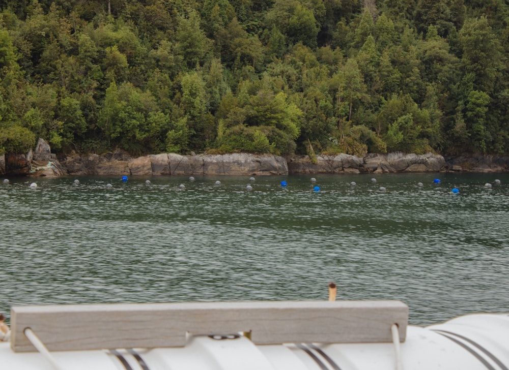 a group of people swimming in a body of water