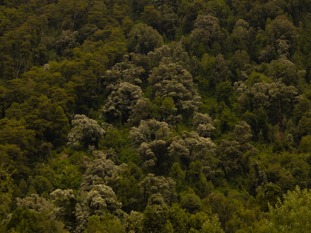 Un frondoso bosque verde lleno de muchos árboles