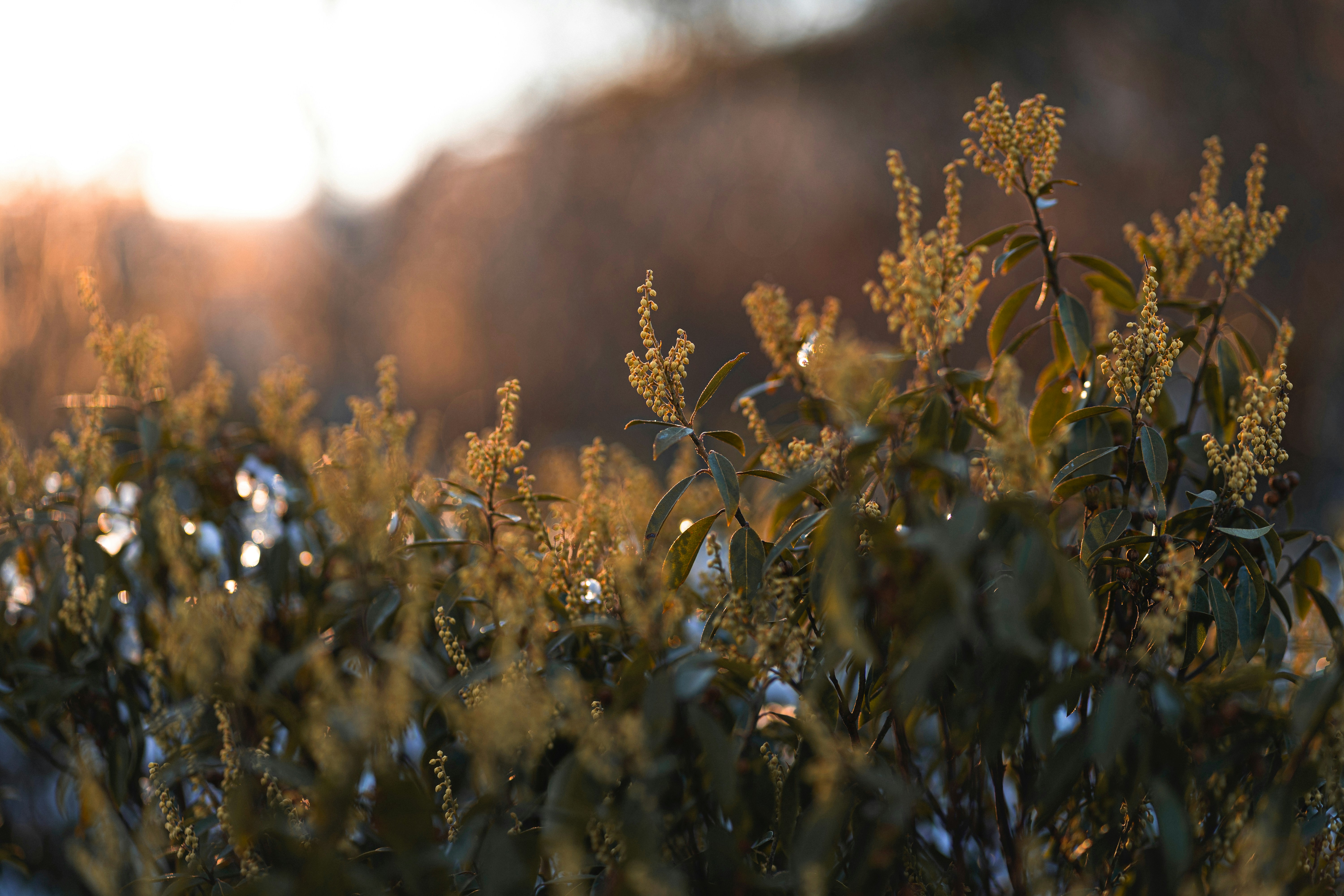 a close up of a bush with small leaves
