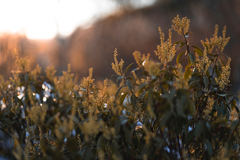 a close up of a bush with small leaves