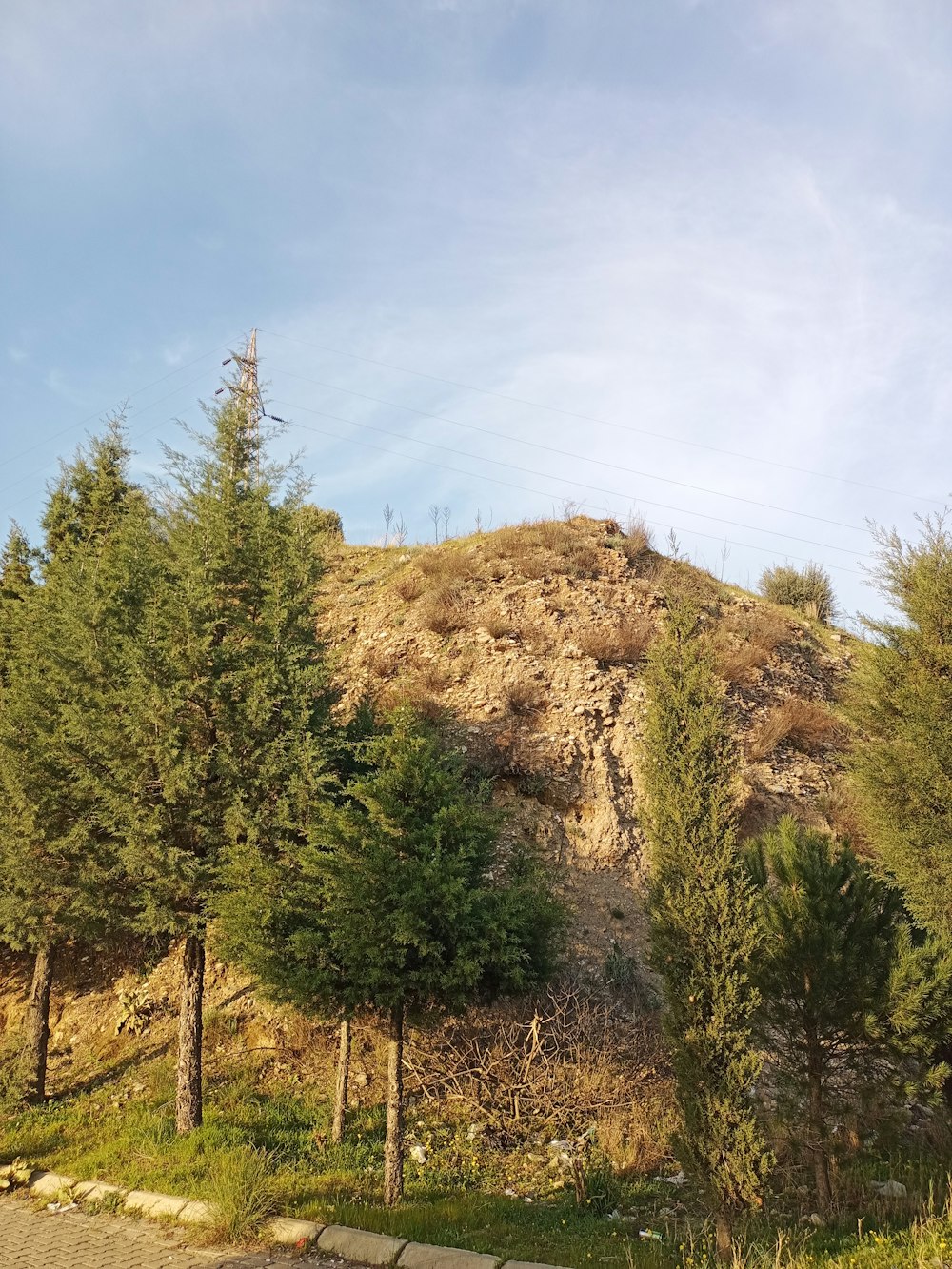 a hill that has some trees on it