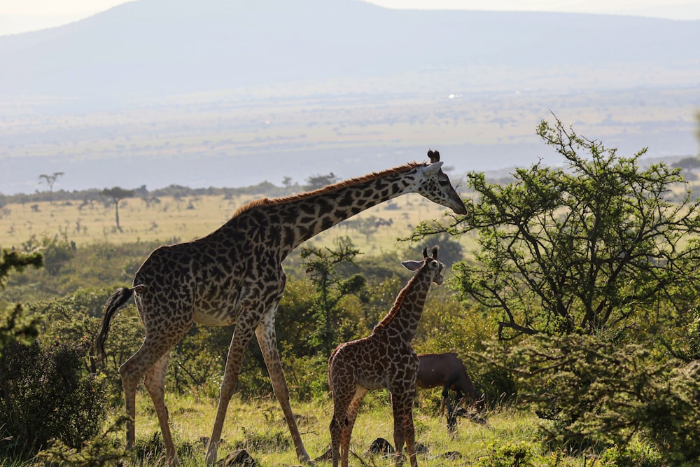 a couple of giraffe standing on top of a lush green field