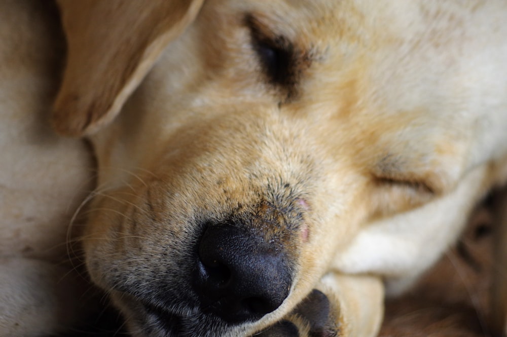 a close up of a dog sleeping on a bed