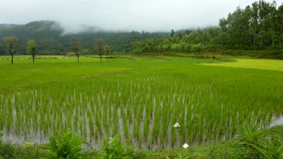 a rice field with trees in the background