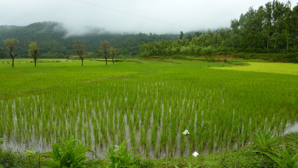 a rice field with trees in the background