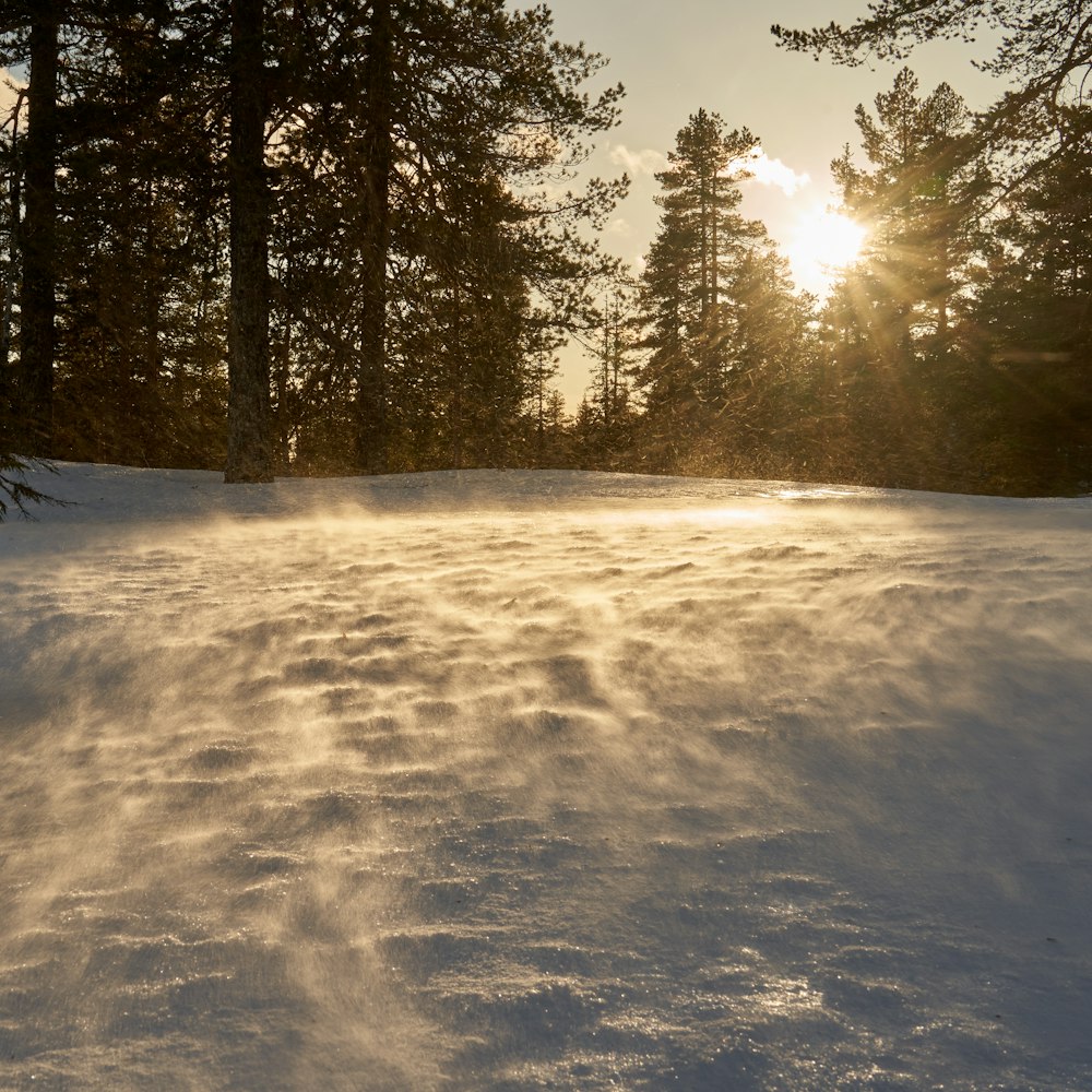 the sun is shining through the trees in the snow