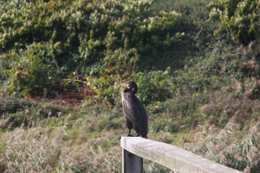 a bird is sitting on a wooden rail