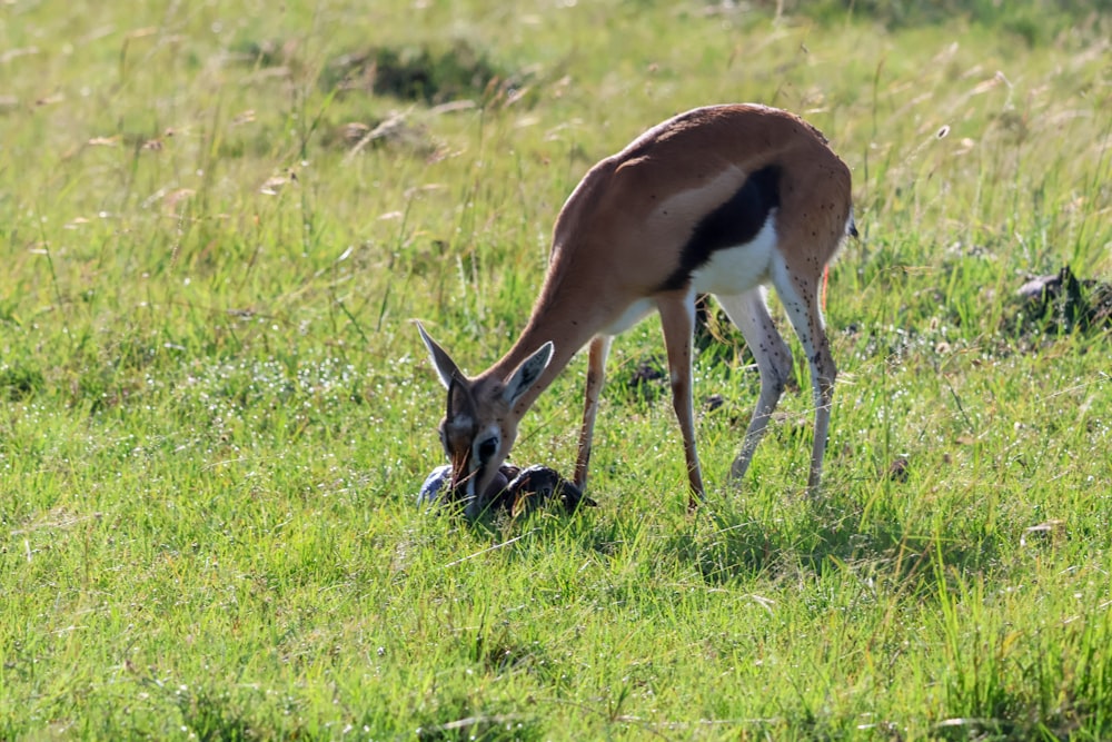 a gazelle eating grass in a field of tall grass