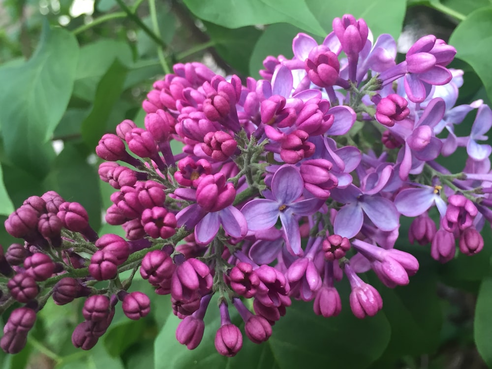 Un primer plano de un ramo de flores moradas