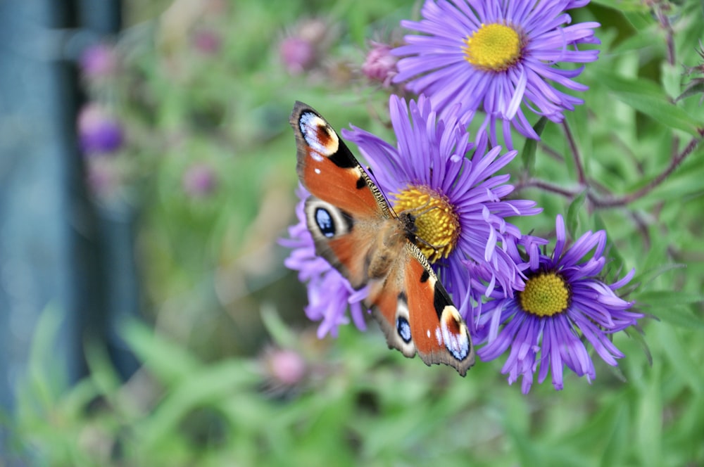 a butterfly is sitting on a purple flower