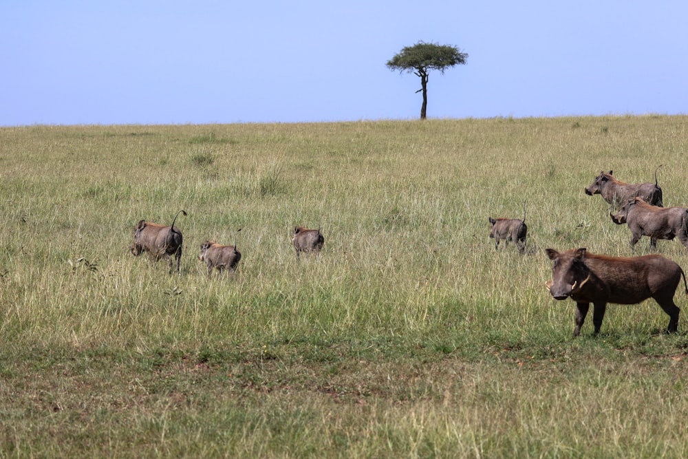 a herd of animals standing on top of a grass covered field