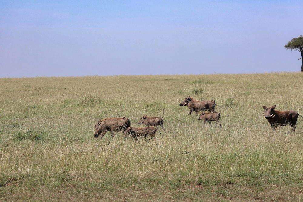 a herd of wild animals walking across a grass covered field