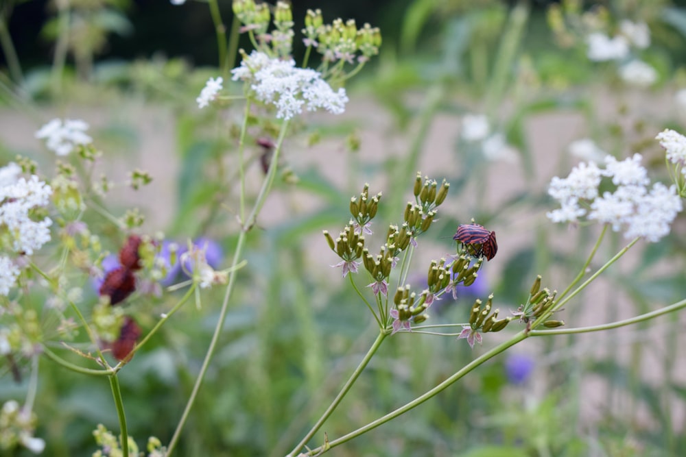 a bunch of flowers that are in the grass