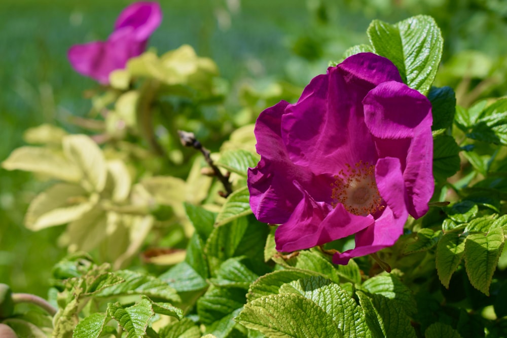 a close up of a purple flower on a bush