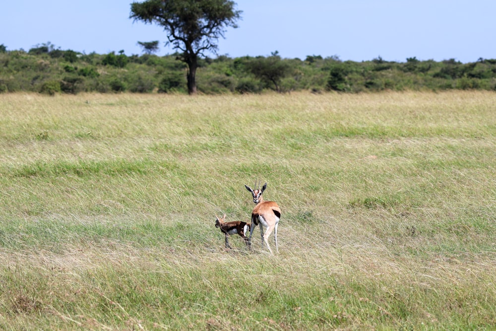 a couple of deer standing on top of a grass covered field