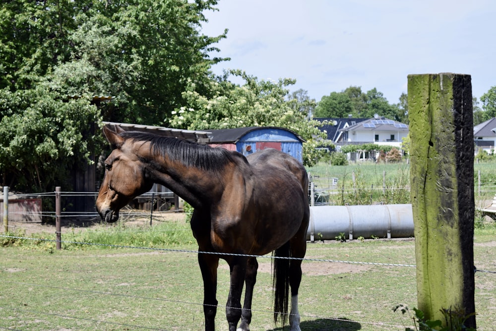 a brown horse standing on top of a lush green field