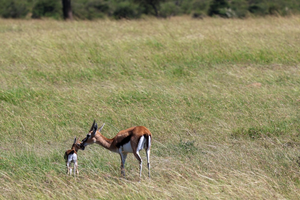 a gazelle and a baby gazelle in a grassy field