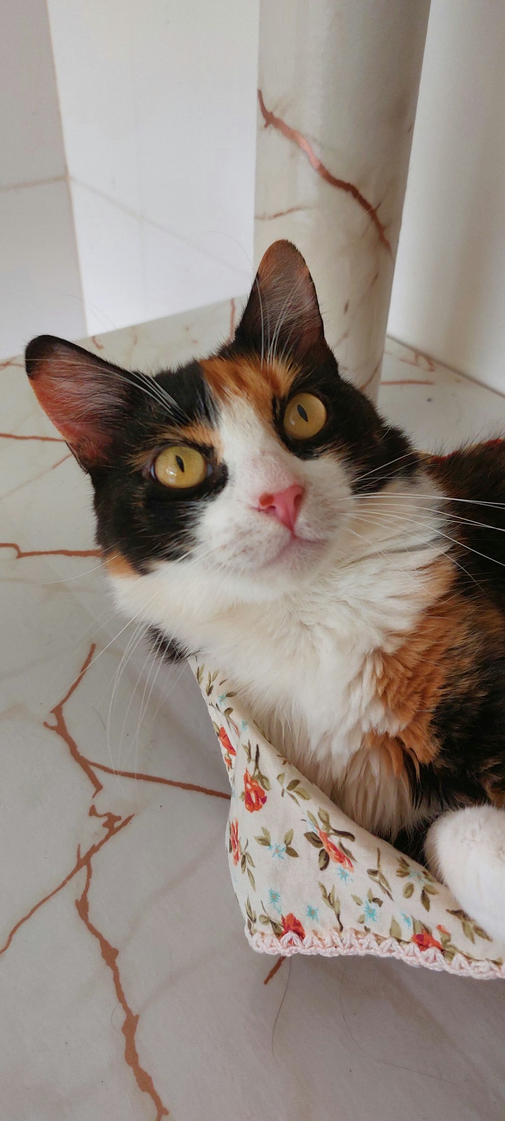 a calico cat laying on top of a table