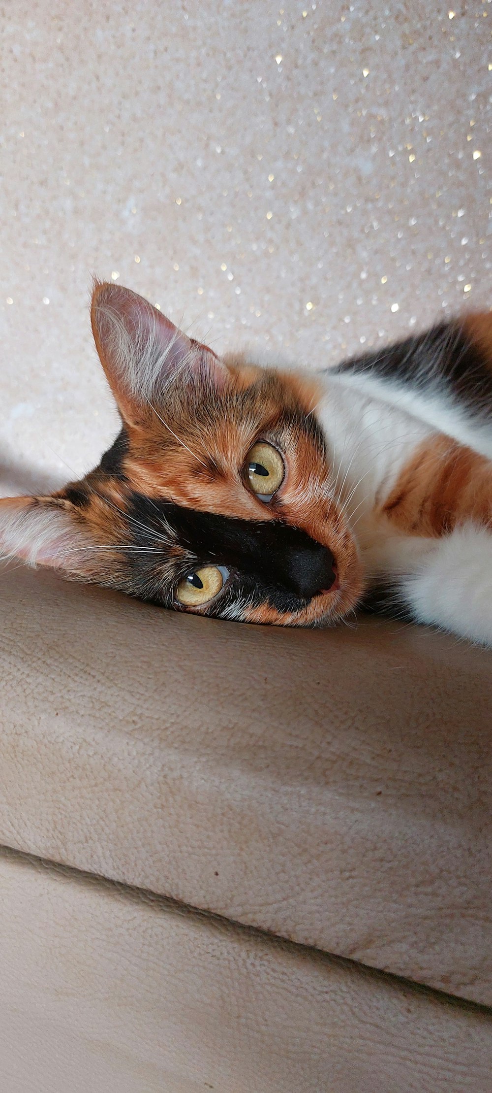 a calico cat laying on a couch looking up