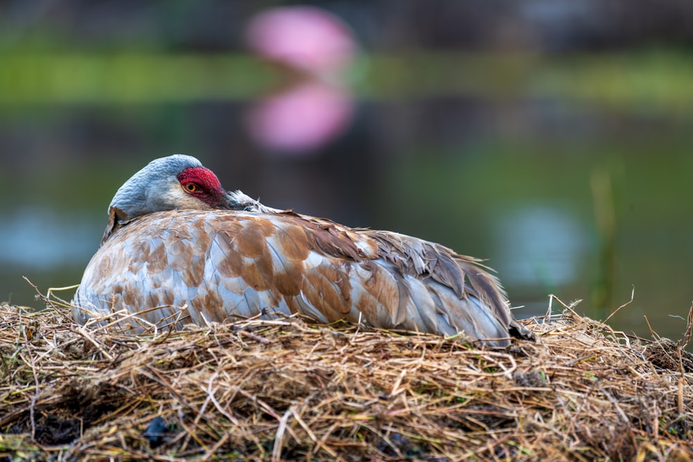 un oiseau assis sur un tas d’herbes sèches