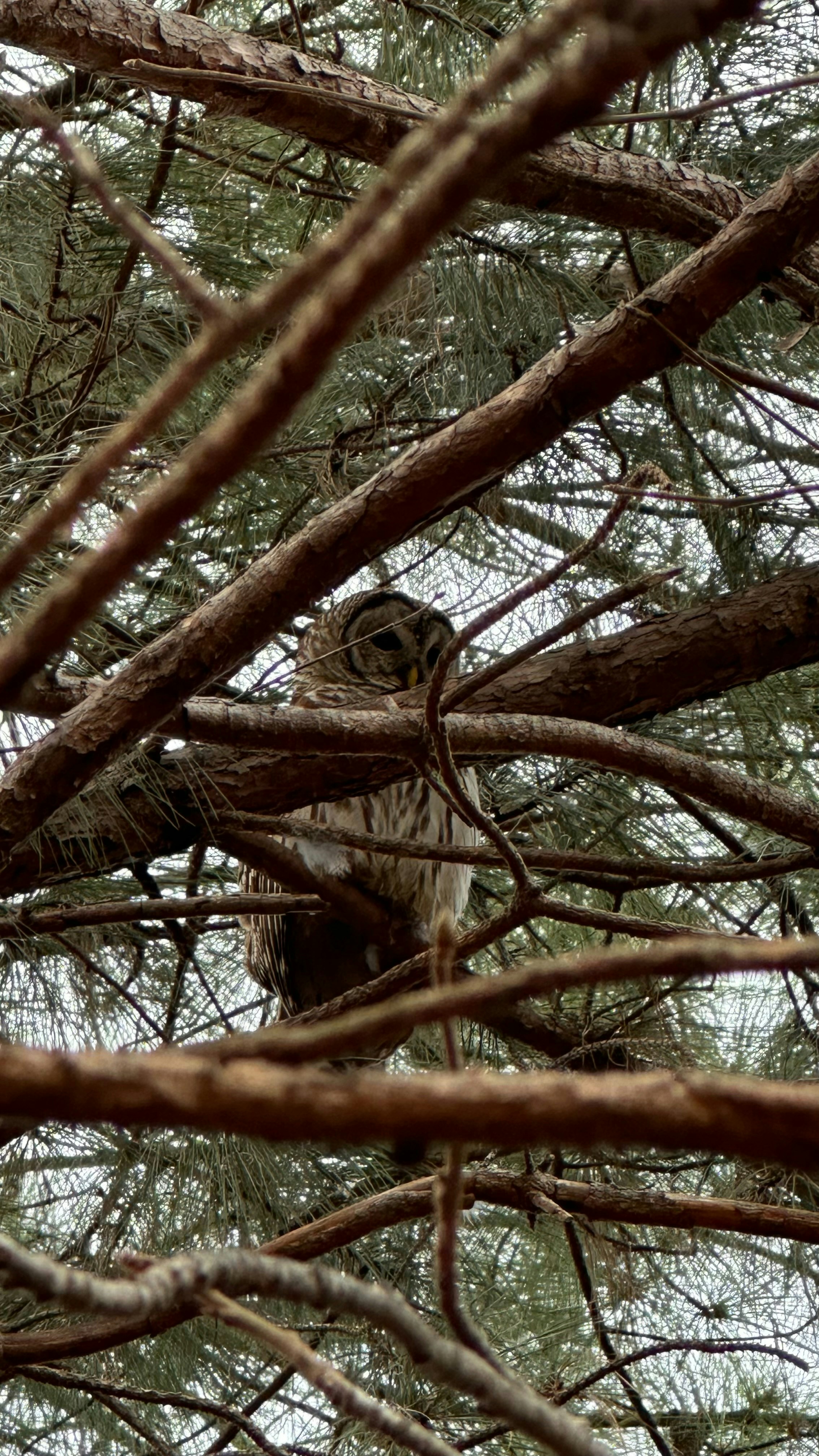 An owl sitting in a tree looking at the camera photo – Free Forest ...