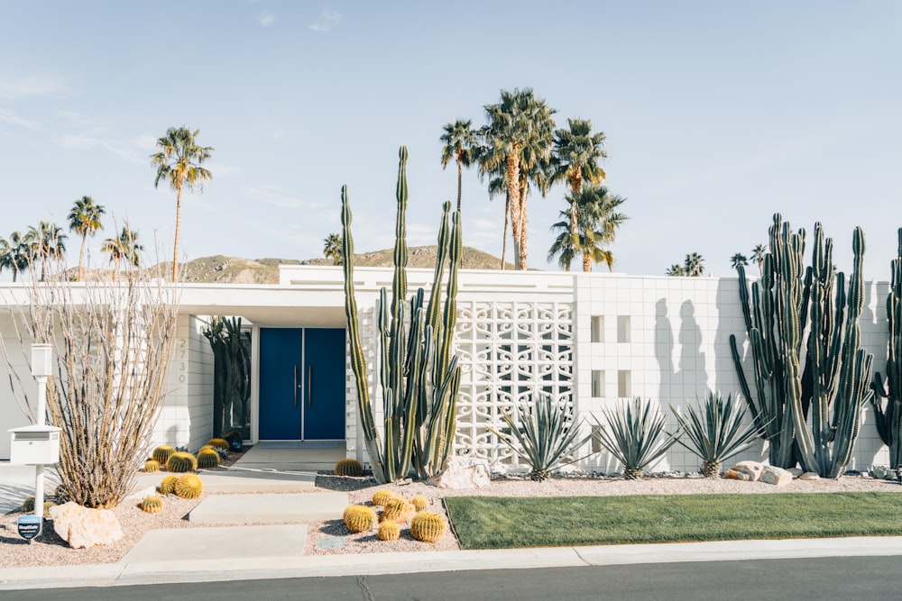 a white house with a cactus garden in front of it