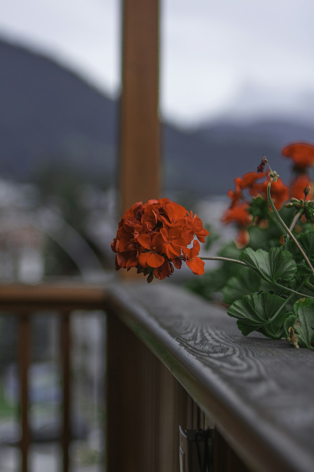 a red flower sitting on top of a wooden rail