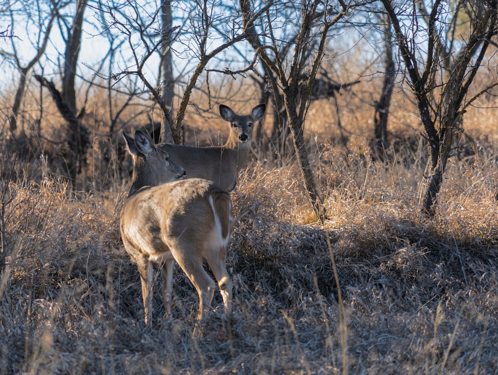 a couple of deer standing on top of a grass covered field