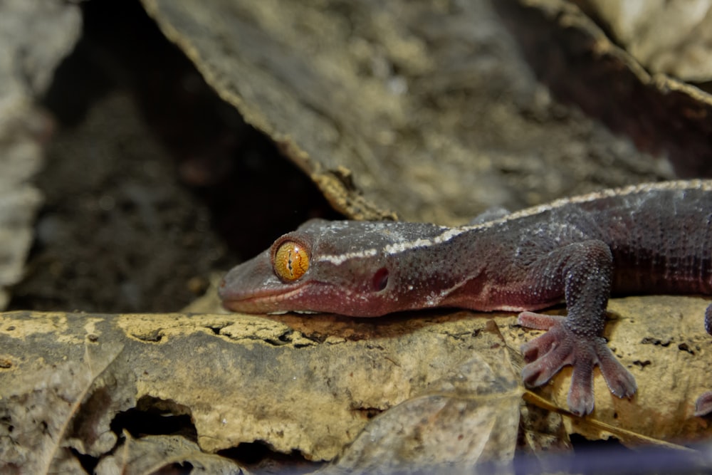 Un pequeño lagarto está sentado en una roca