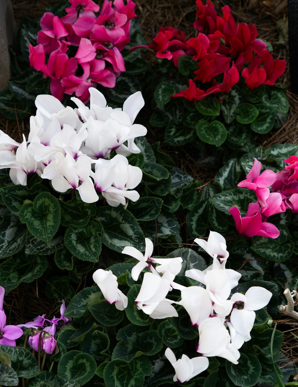 a bunch of flowers that are in the grass