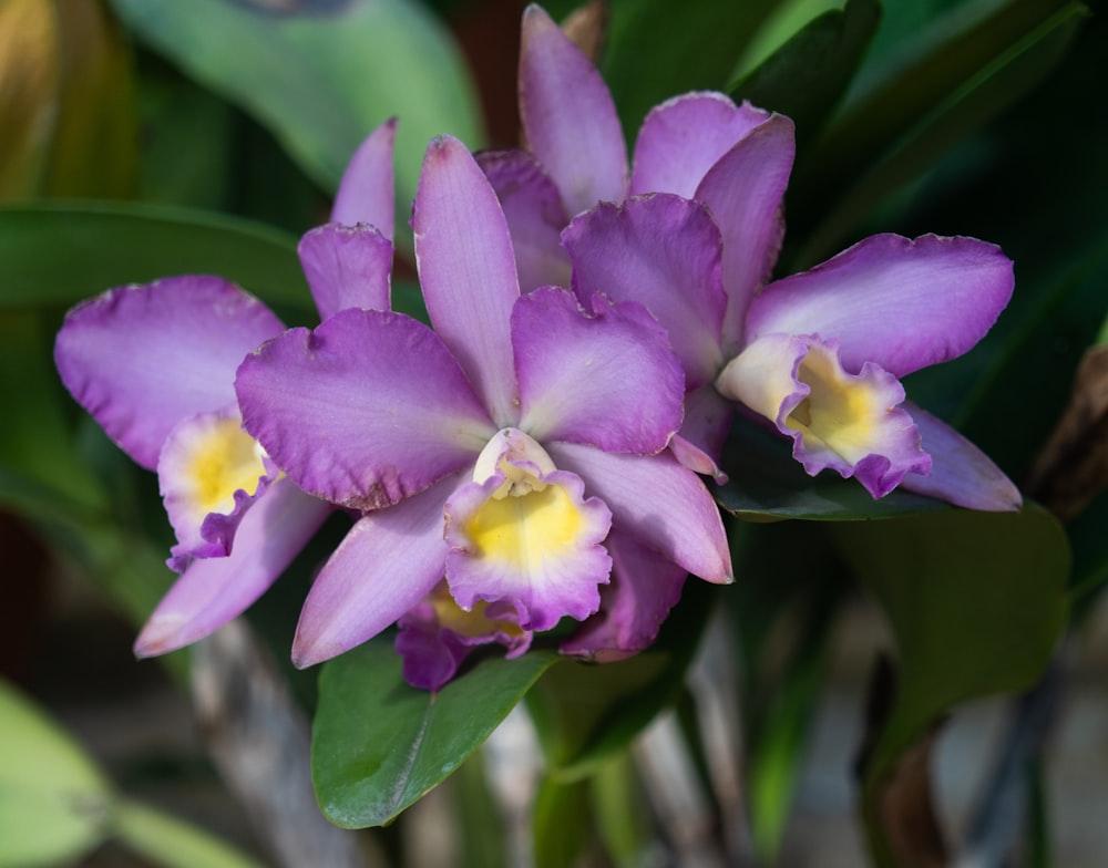 a close up of a purple flower with green leaves