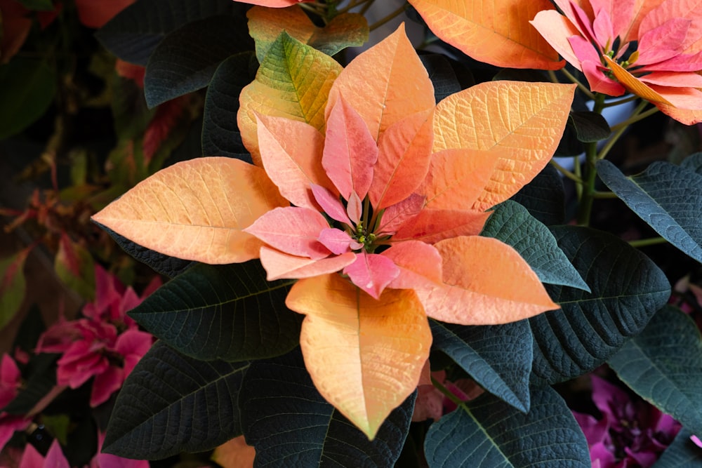 a close up of a bunch of flowers with leaves