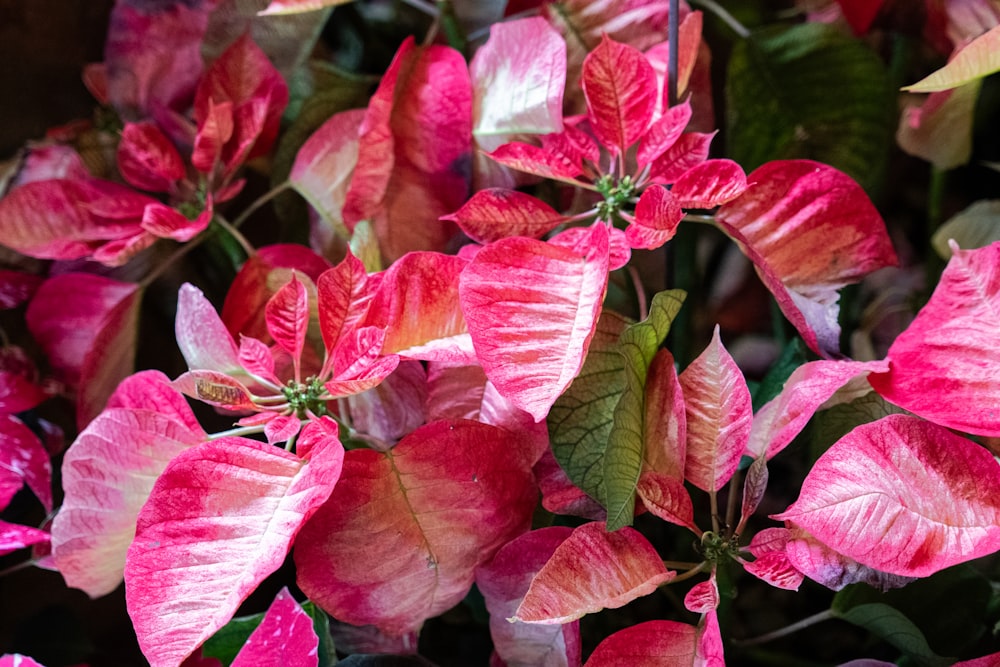 a bunch of pink flowers with green leaves