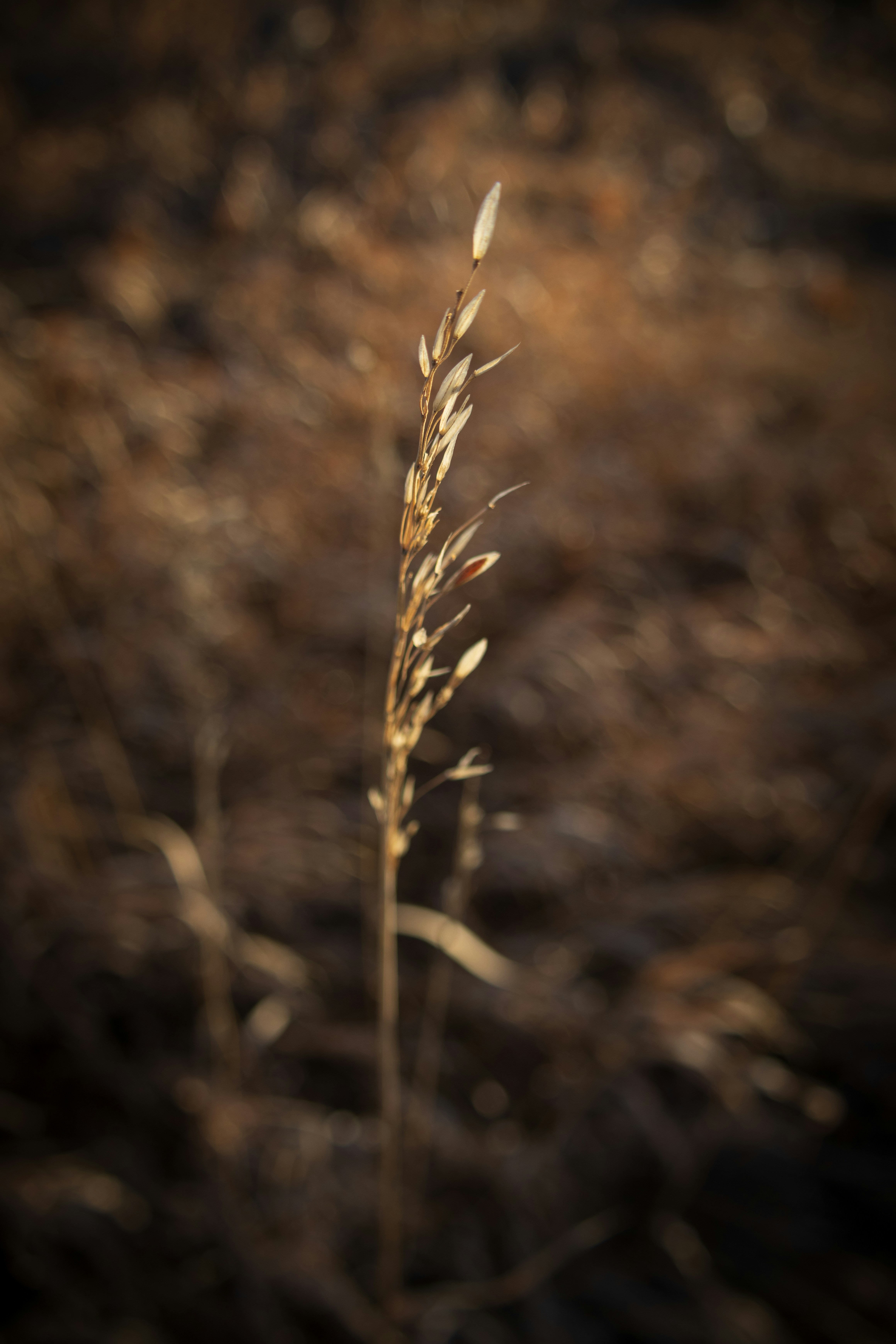 Photo by brandonstoll