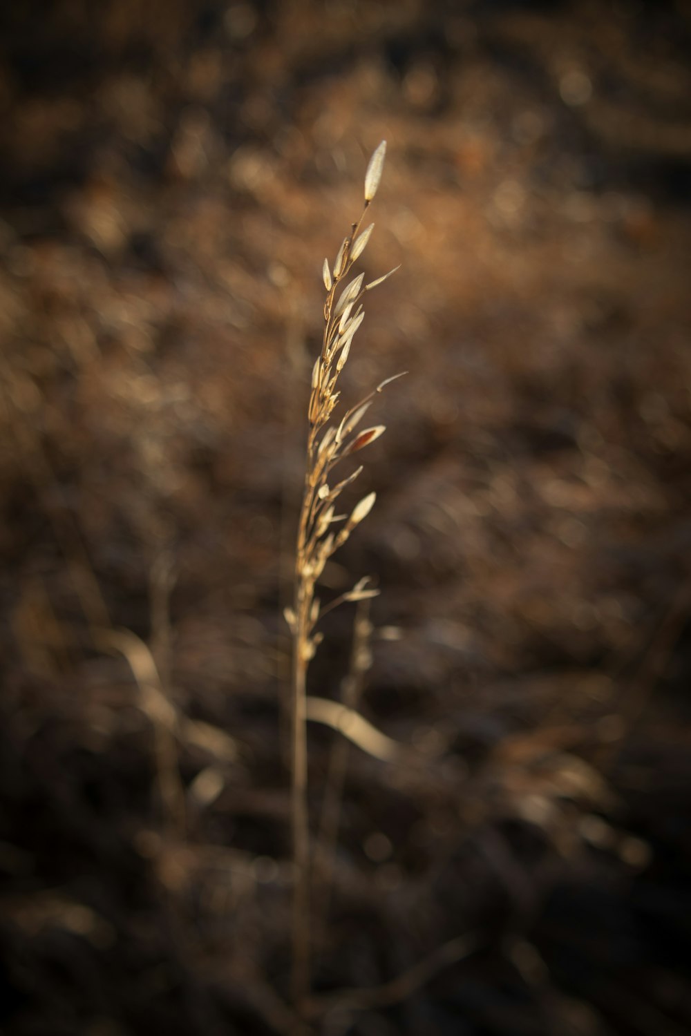 a close up of a plant with a blurry background