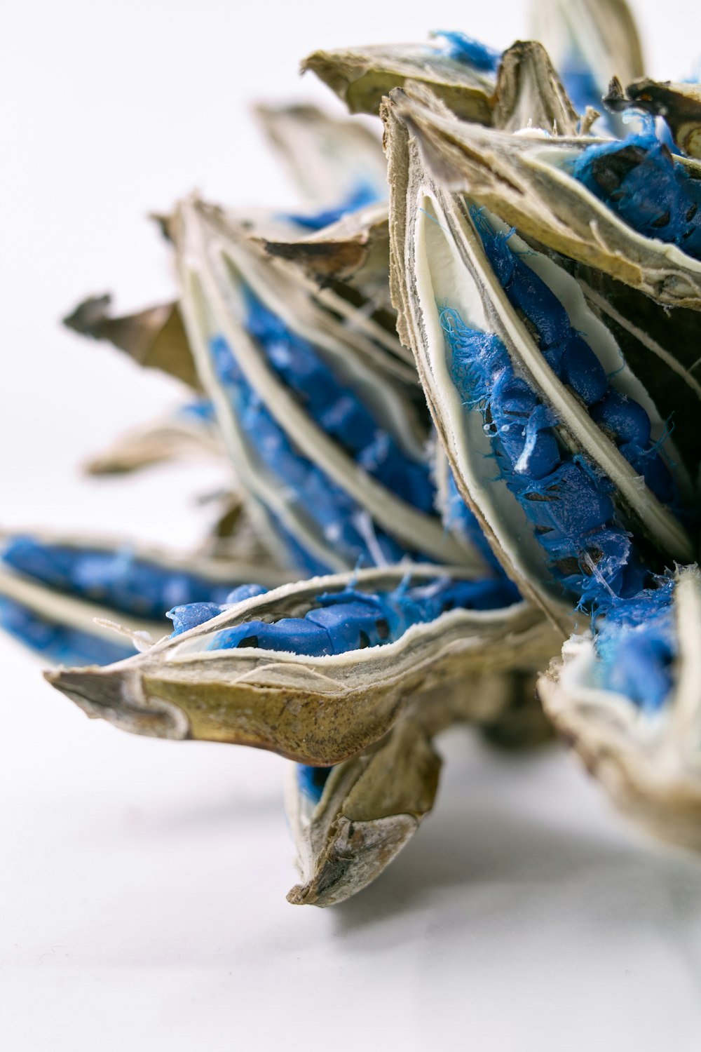 a pile of dried blue flowers on a white surface