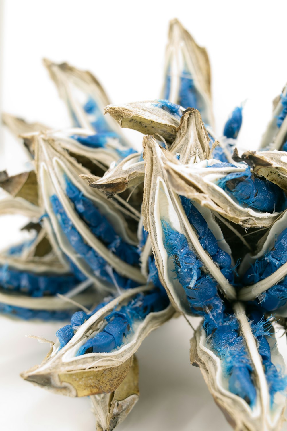 a bunch of blue and white flowers on a white surface