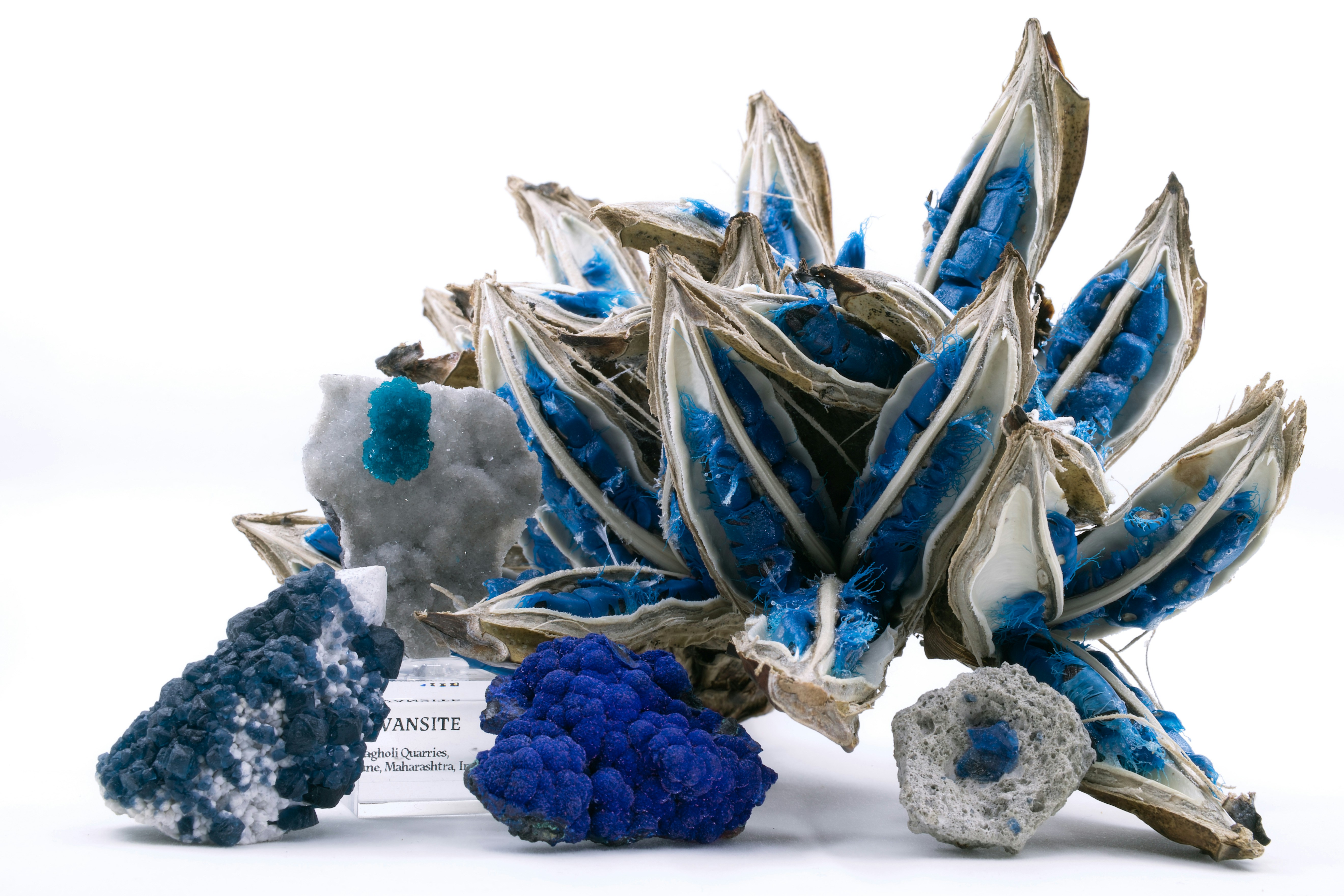 a bunch of blue and white flowers sitting on top of each other