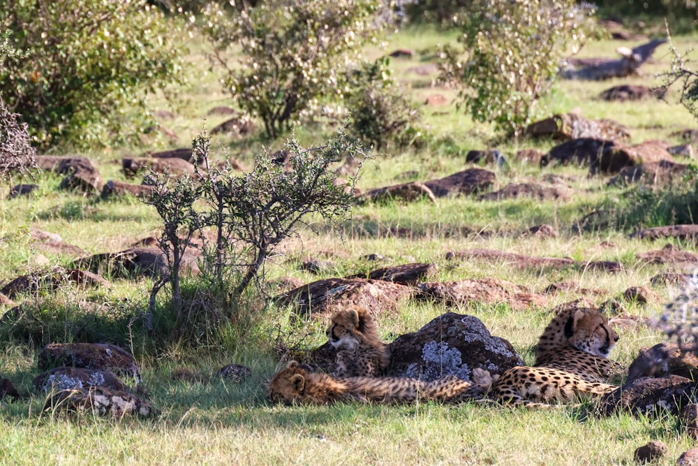 a herd of cheetah laying in the grass