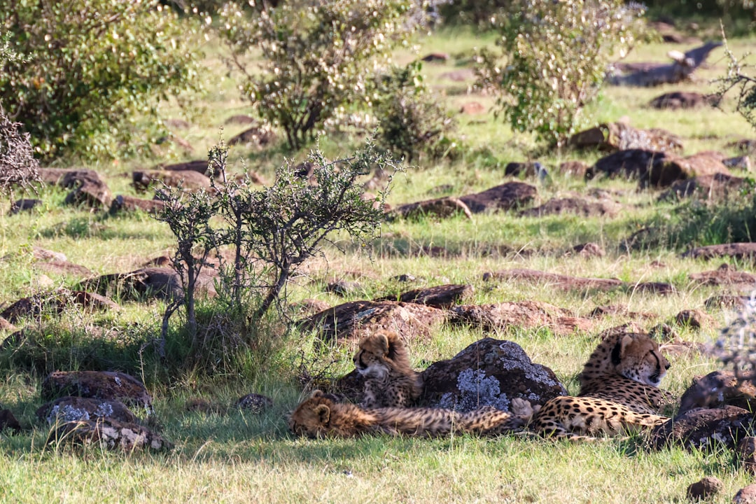 a herd of cheetah laying in the grass, Baby cheetahs