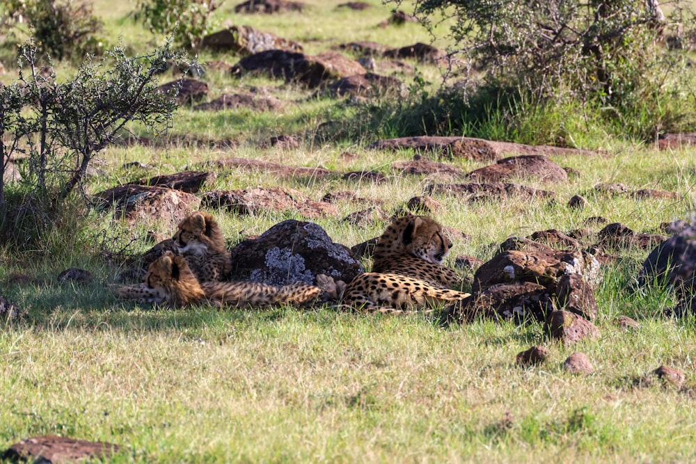 a group of cheetah laying in the grass